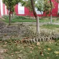 Green Seekers Activity